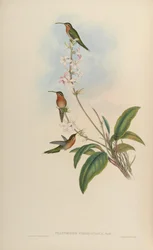 Phaethornis idaliae